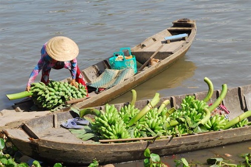 Transport des bananes